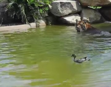 El pato más valiente del munddo