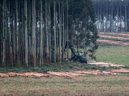 Las ventas de rollizos de eucaliptus crecieron en 2023. Las ventas de rollizos de eucaliptus crecieron en 2023.