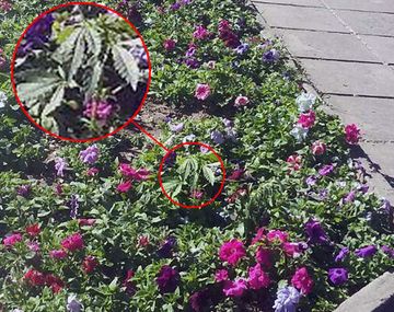Creció una planta de 20 centímetros en una plaza de Rafaela