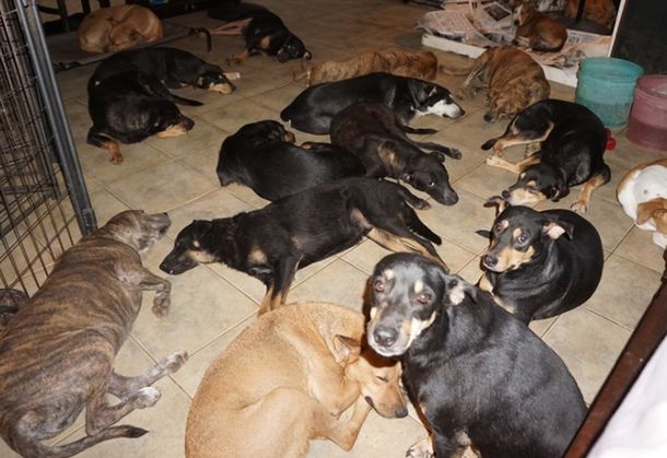 Una mujer hospeda en su casa a 97 perros callejeros para salvarlos del huracán Dorian