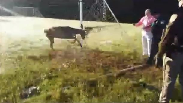 Un ciervo se enredó en un arco de fútbol: mirá cómo lo rescataron