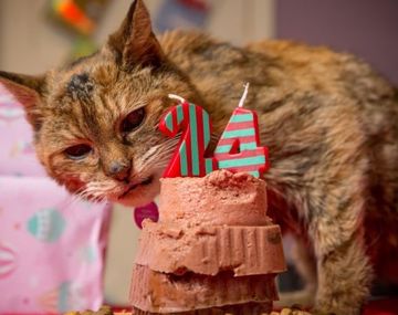 Murió la gata más vieja del mundo a sus 24 años