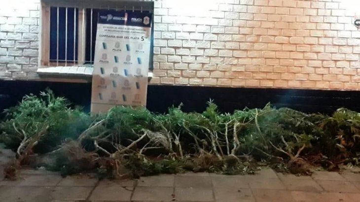 Secuestraron 17 plantas de marihuana. (Foto gentileza: 0223.com.ar)