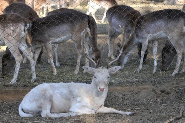 Foto: diario Los Andes.