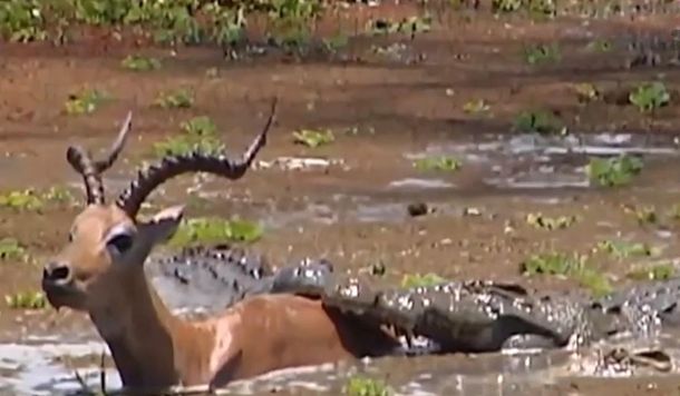 VIDEO: El impactante momento en el que un impala logra escapar de un cocodrilo