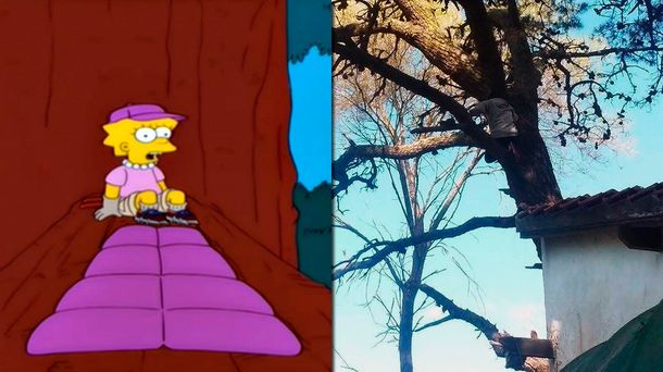 A lo Lisa, se subió a un pino para evitar que lo talen: terminó en la comisaría