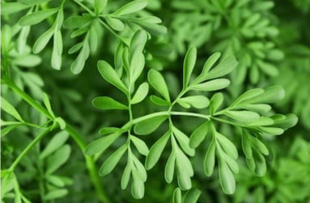 La ruda es conocida por la limpieza y purificación que realiza en la vida de cada individuo. La ruda es conocida por la limpieza y purificación que realiza en la vida de cada individuo.