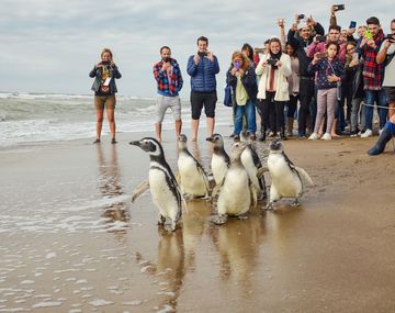 Los pingüinos de Magallanes fueron liberados tras varios meses de terapia