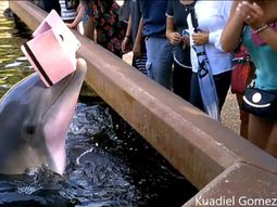video: un delfin le robo un ipad a una turista en un parque tematico video: un delfin le robo un ipad a una turista en un parque tematico