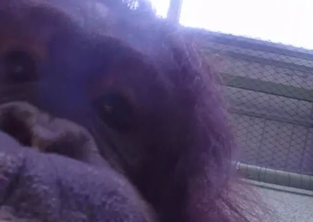 VIDEO: Esto es lo que pasa si se le da una GoPro a un orangután