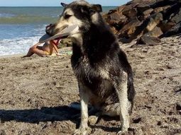 El perro que roba ojotas en Santa Clara