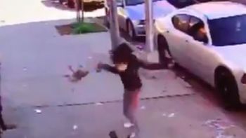 Mirá el feroz ataque de un gato a un perro Mirá el feroz ataque de un gato a un perro