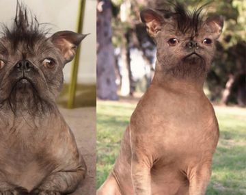 Operó a su perro porque sufría bullying