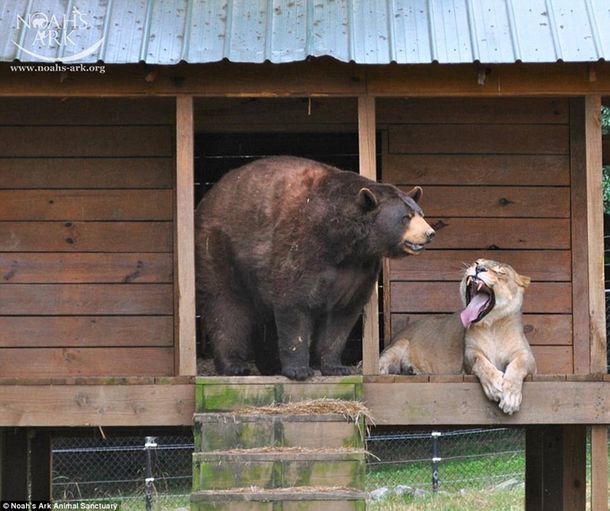 Un tigre, un oso y un león se convirtieron en una familia muy poco tradicional