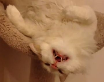 El gato que parece muerto