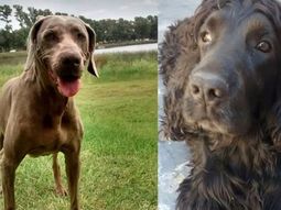 Le robaron la camioneta junto a sus perros y pide que se los devuelvan&nbsp;