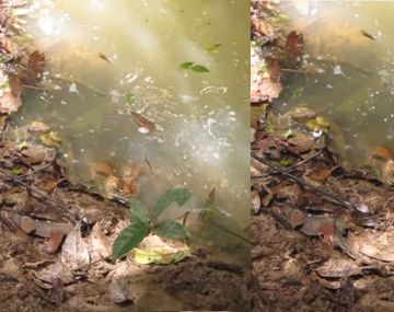 Lo que nunca hay que hacerle a una anaconda