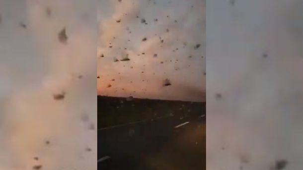 Santa Fe: productores graban videos de&nbsp;una manga de langostas