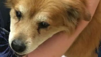 Che, el perro que rescató a su dueña de un incendio. Che, el perro que rescató a su dueña de un incendio.