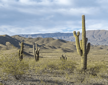 El impresionante desierto de cardones en Salta.