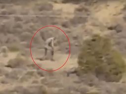 video: una extrana criatura humanoide fue vista en portugal video: una extrana criatura humanoide fue vista en portugal