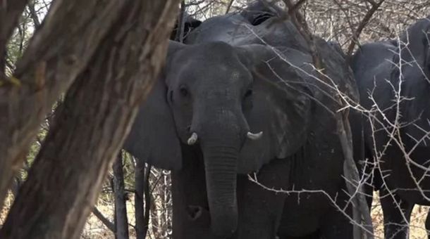 Un cazador argentino murió aplastado por un elefante en Namibia