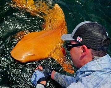 Sorprendente hallazgo en el Caribe: descubren un tiburón nodriza de color naranja