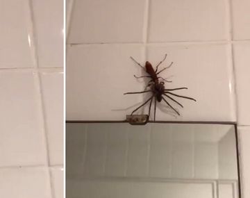 Nunca antes visto: una avispa caza a una araña de gran tamaño y se la lleva para la cena