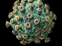 Retrovirus en el genoma humano