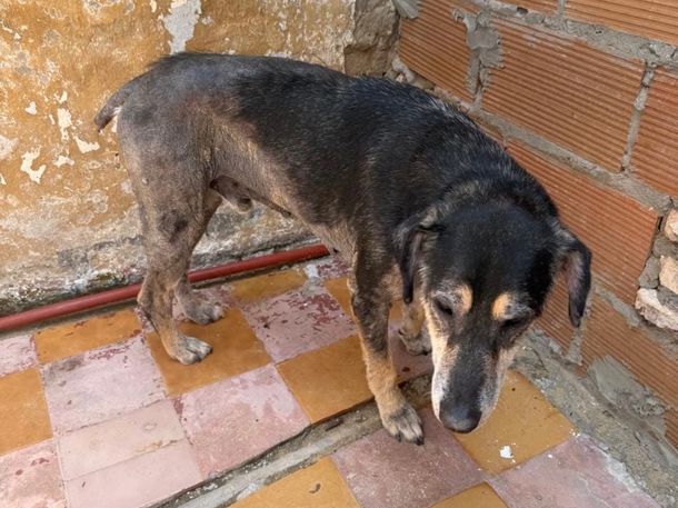 Rescatan a un perro en grave estado tras una investigación por maltrato en el barrio Rivadavia