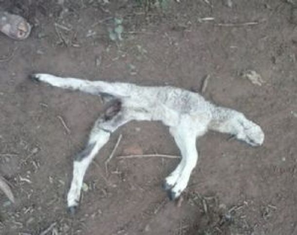 Pánico en Santiago del Estero: hablan de la vuelta del chupacabras