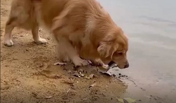 Solidaridad entre especies: un perro le salvó la vida a un pez