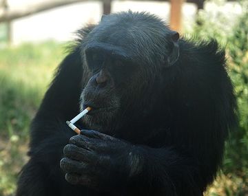 El mono fumador que conquistó a China y horroriza al mundo