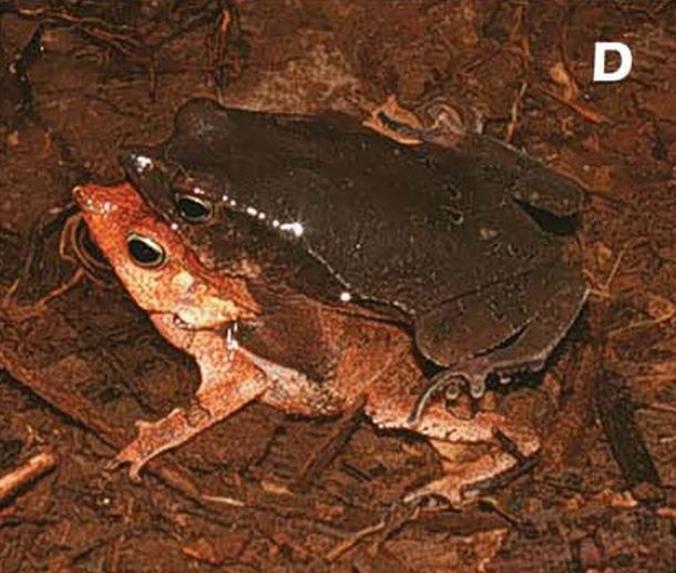 Un sapo practica la necrofilia para preservar la especie