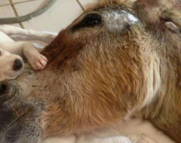 La historia de un burrito moribundo y un perro