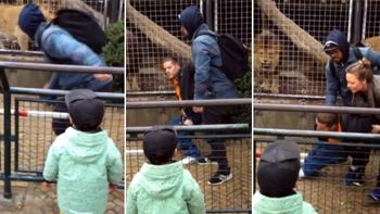 Un hombre molestó a unos leones en un zoo de Holanda Un hombre molestó a unos leones en un zoo de Holanda