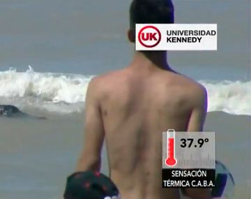 Revuelo por la aparición de un lobo marino