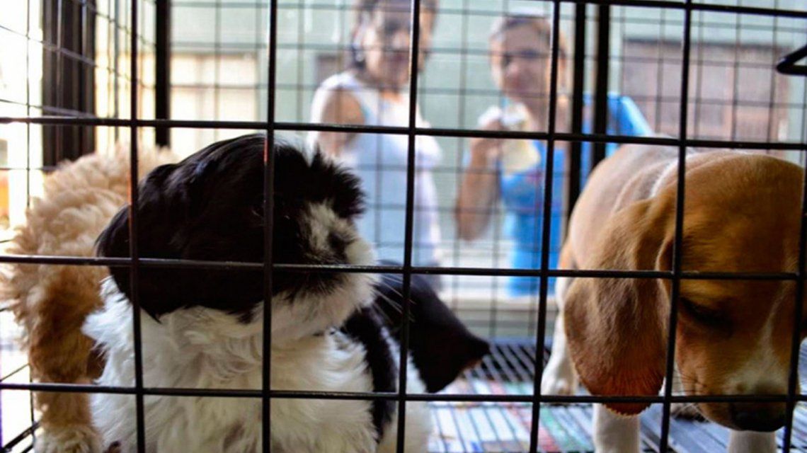 Quieren Prohibir La Venta De Animales Domésticos Y Su Exhibición En