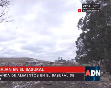 Así viven y trabajan en el basural del Mar del Plata