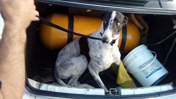 El animal resultó herido en el choque El animal resultó herido en el choque