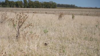 El fenómeno de El Niño podría generar un impacto económico en América Latina, alertó Moodys. El fenómeno de El Niño podría generar un impacto económico en América Latina, alertó Moodys.