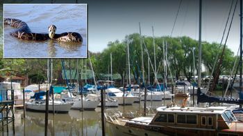 Una yarará mordió a una nena en un club náutico de San Isidro Una yarará mordió a una nena en un club náutico de San Isidro