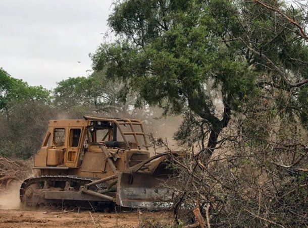 Alerta por la deforestaci n en el Gran Chaco la grave situaci n