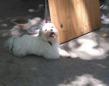 El perro robado en una casa de Quilmes