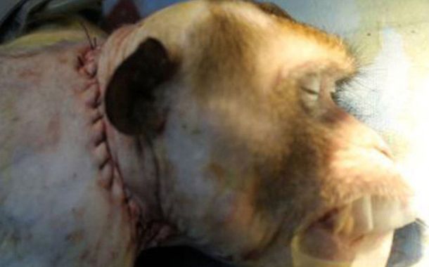 Un cirujano aseguró que pudo trasplantar la cabeza de un mono