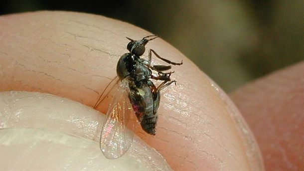 ¿Qué es el Barigüí, el insecto que invadió la provincia de Buenos Aires?