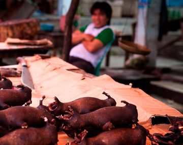 La OMS concluye que el coronavirus se habría propagado de murciélagos a través de otro animal