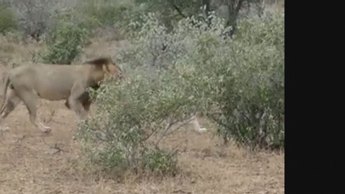 Sudáfrica: el inesperado final de una pelea entre dos leones y un búfalo