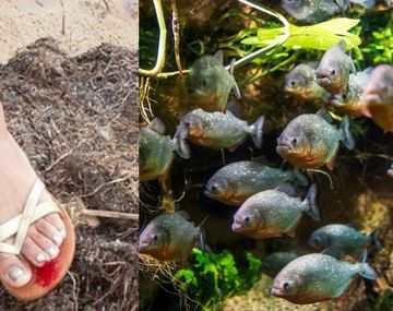 Registran al menos 50 ataques de pirañas en Brasil debido a la sequía