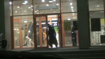 un oso irrumpio en un shopping de rusia y la policia lo mato un oso irrumpio en un shopping de rusia y la policia lo mato